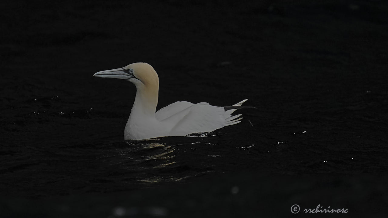 Northern gannet