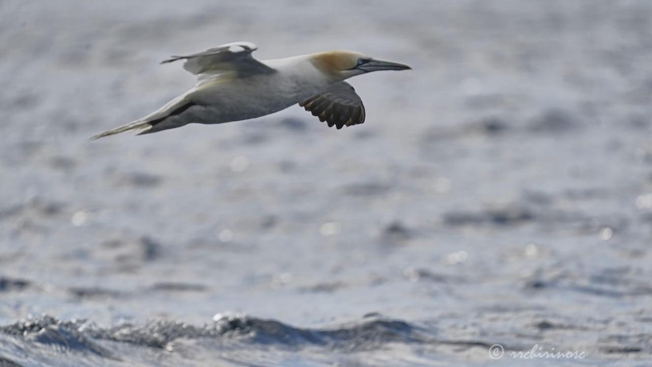 Northern gannet