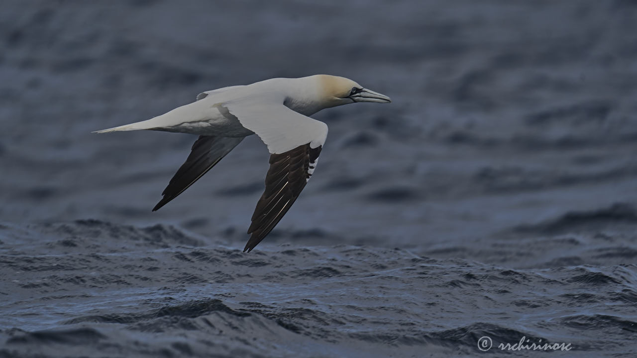 Northern gannet