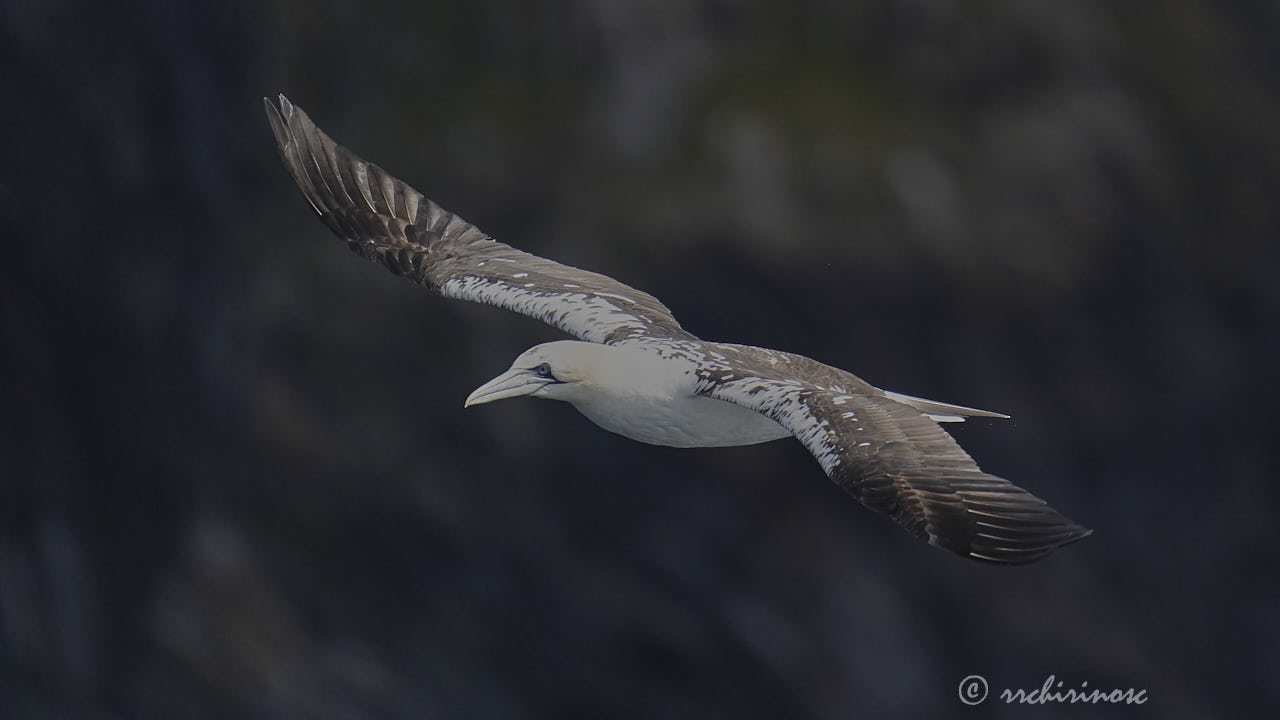 Northern gannet