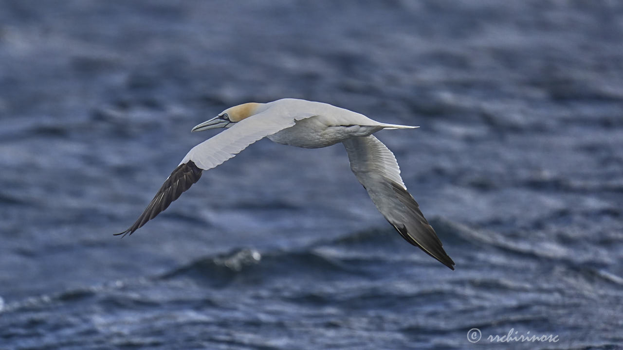 Northern gannet