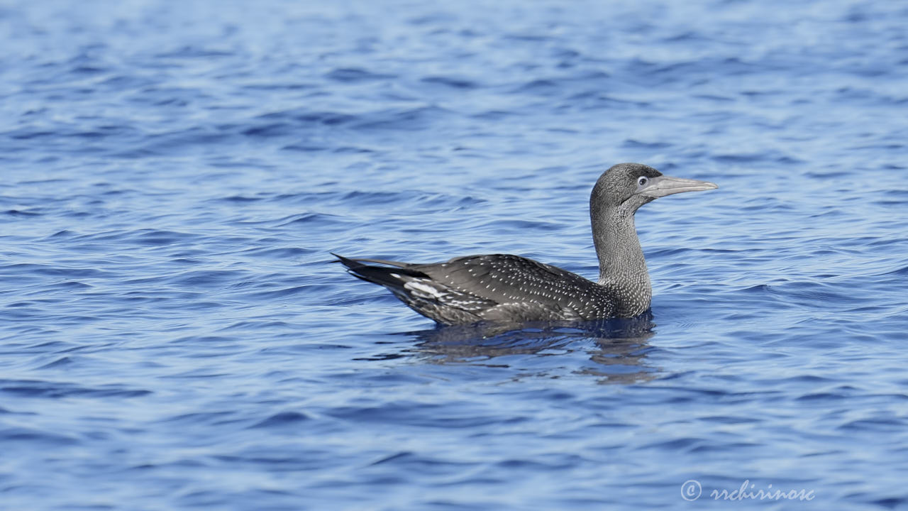 Northern gannet