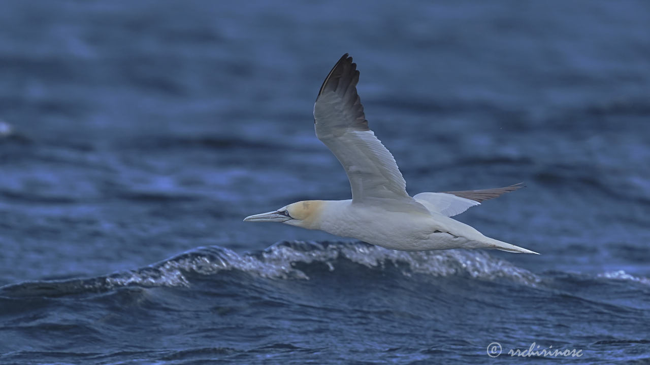 Northern gannet