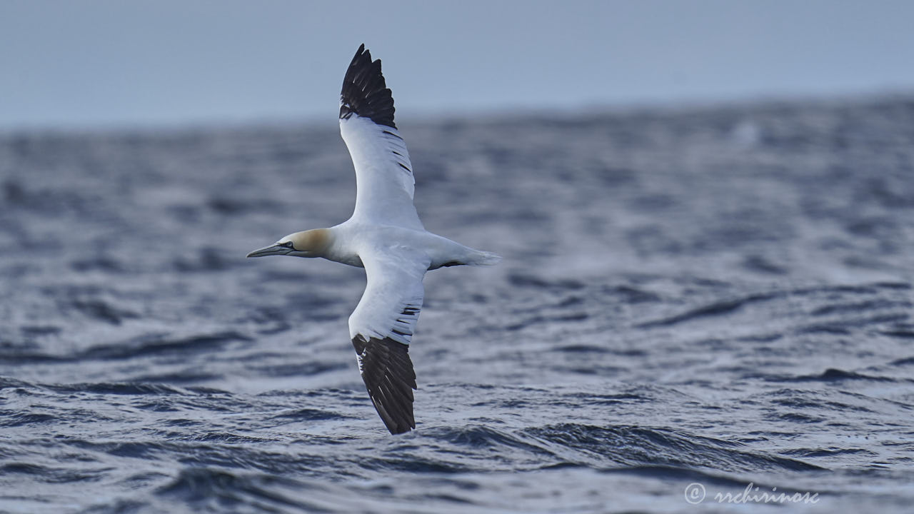 Northern gannet