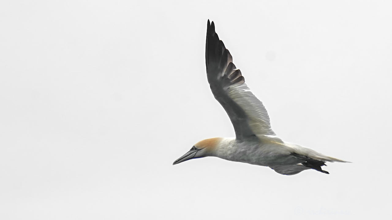 Northern gannet