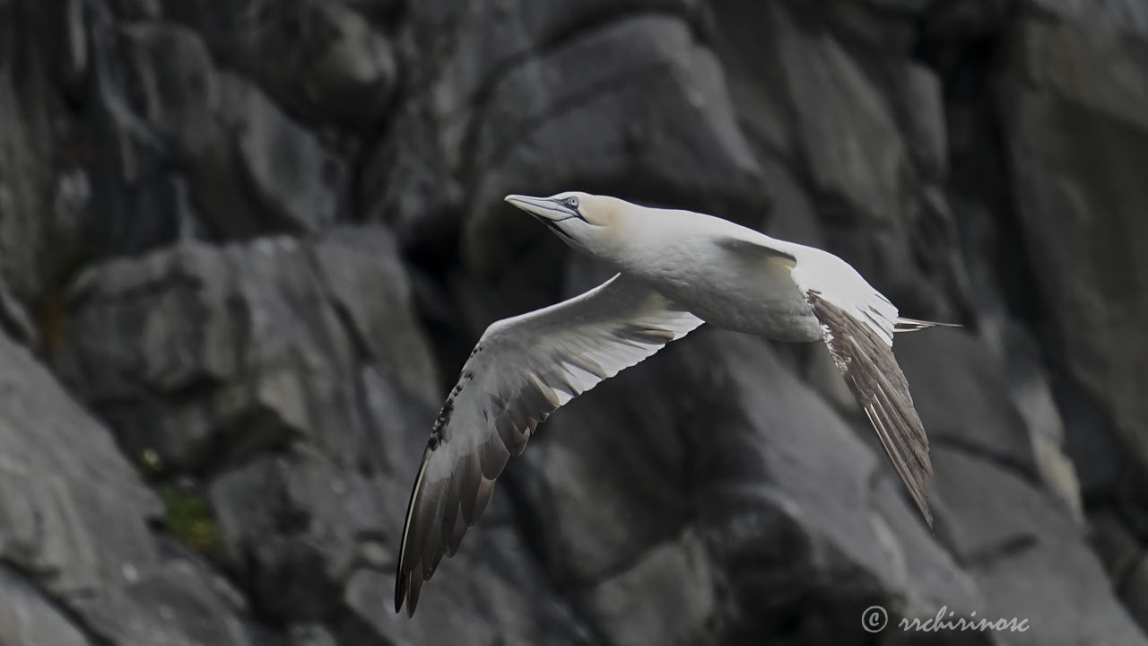 Northern gannet