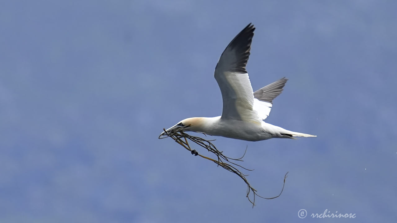 Northern gannet