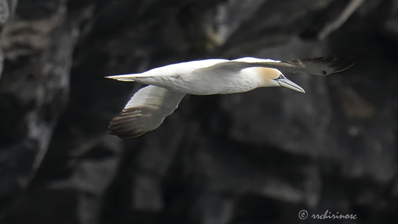 Northern gannet