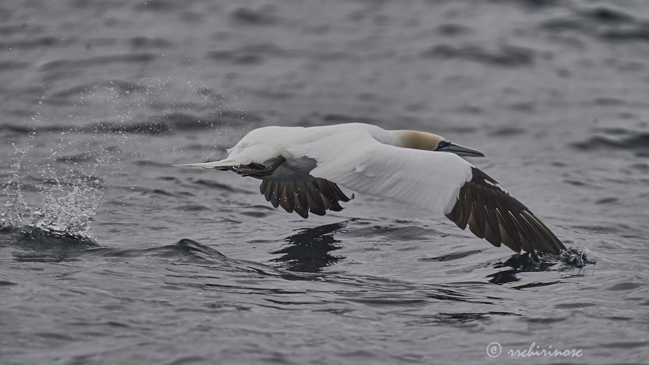 Northern gannet