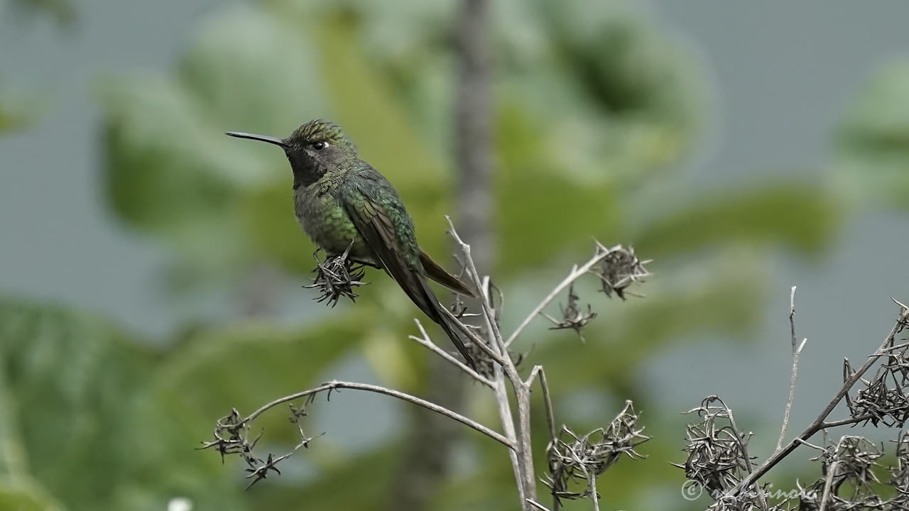 Bronze-tailed comet