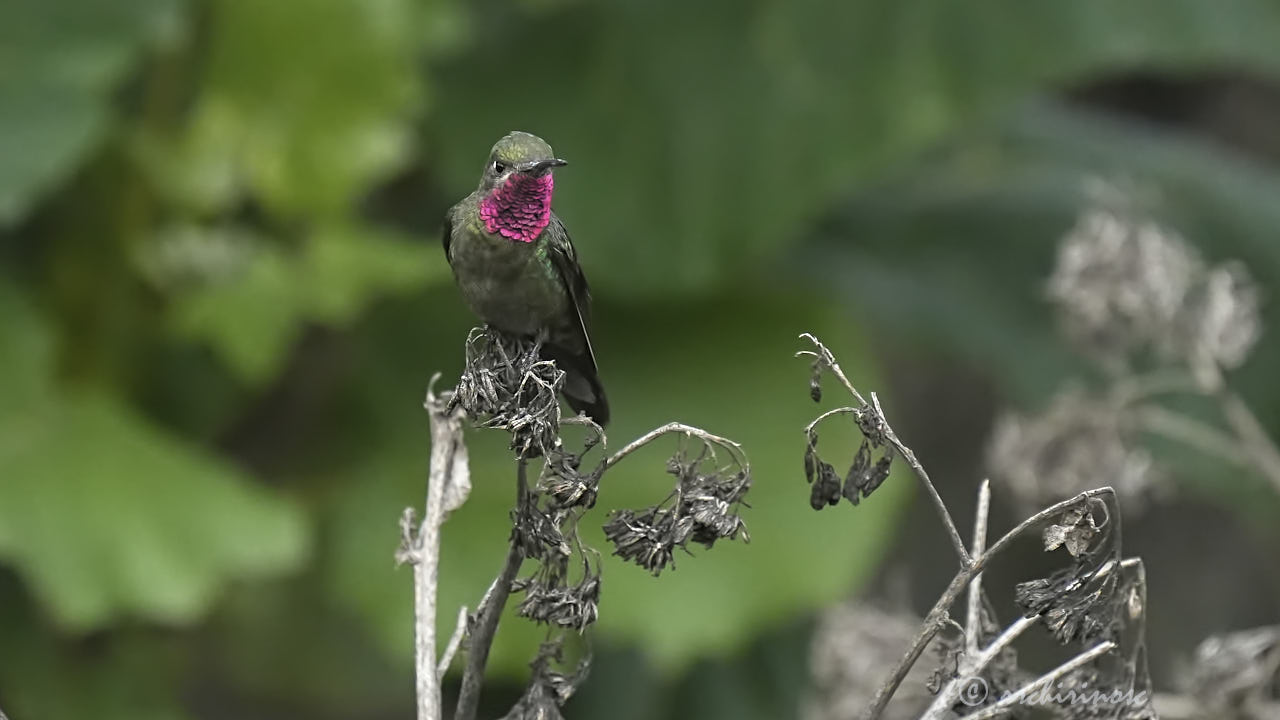 Bronze-tailed comet