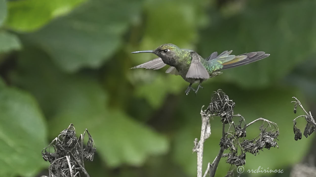 Bronze-tailed comet