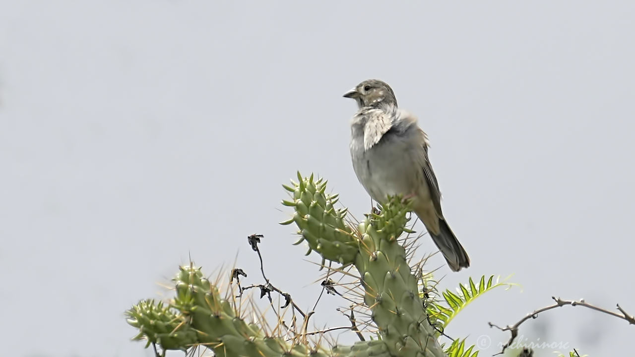 Mourning sierra finch