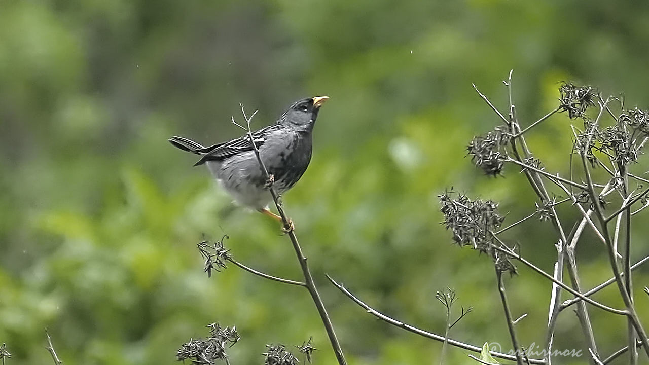 Mourning sierra finch