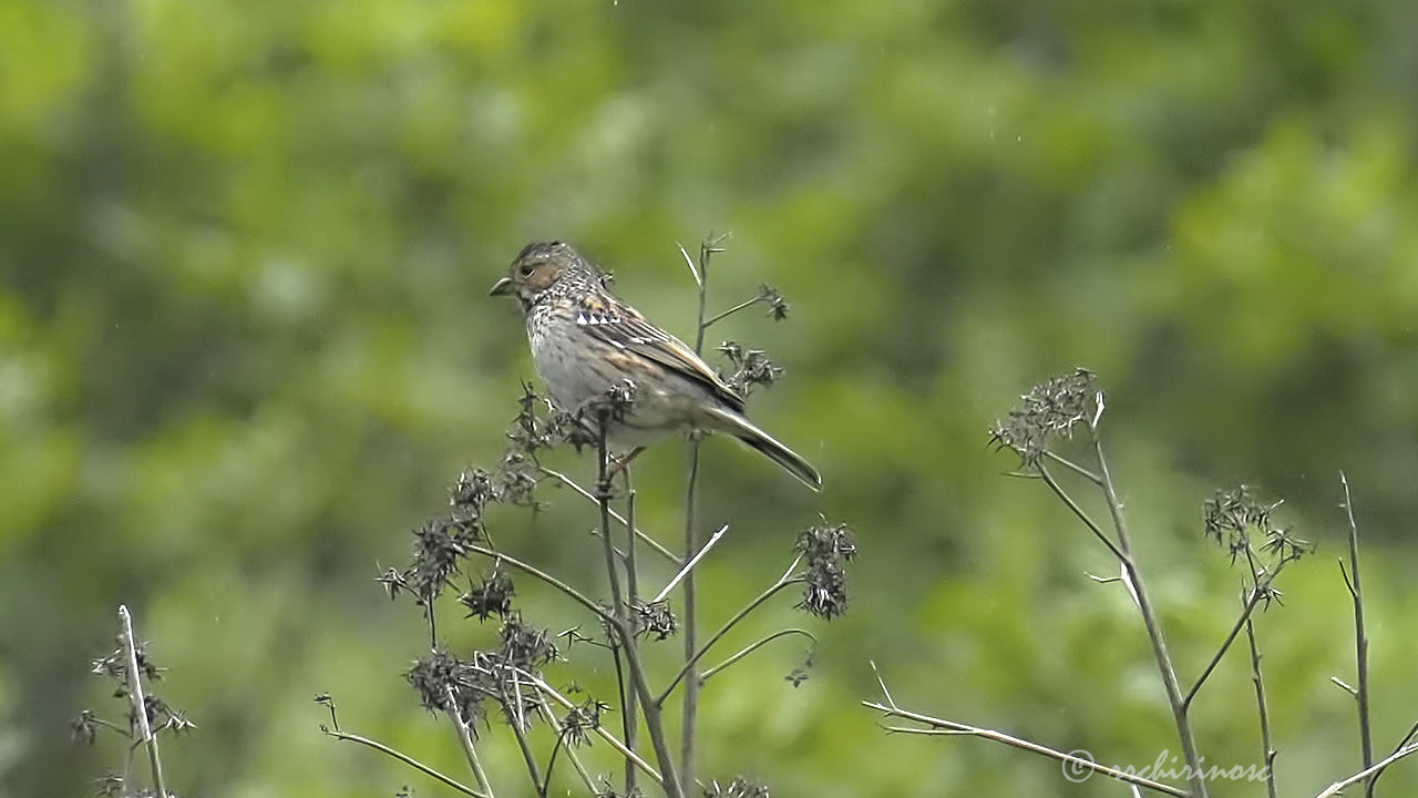 Mourning sierra finch