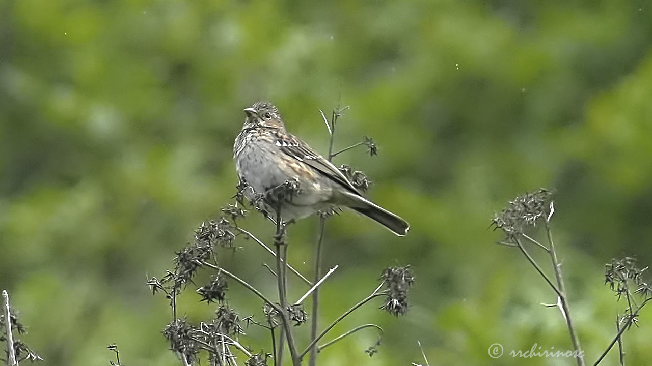 Mourning sierra finch