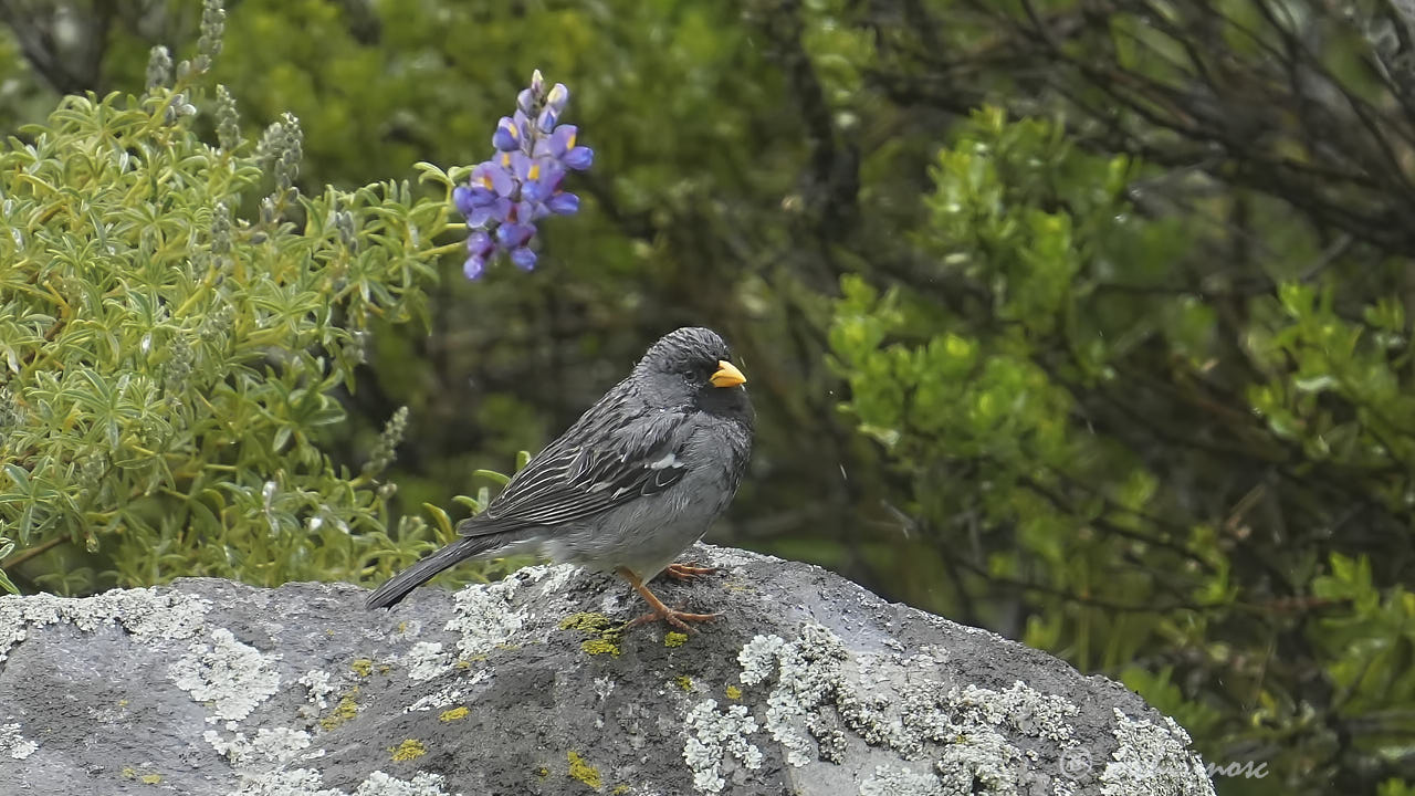 Mourning sierra finch