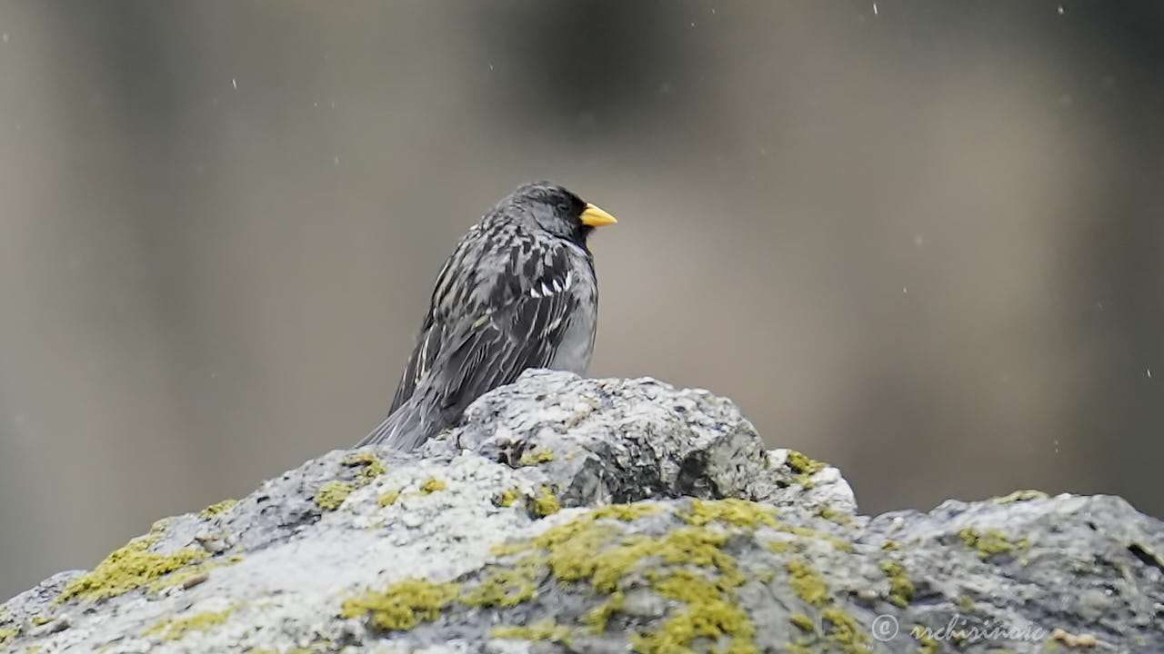 Mourning sierra finch