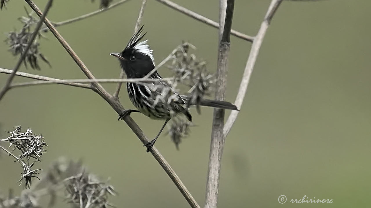 Pied-crested tit-tyrant