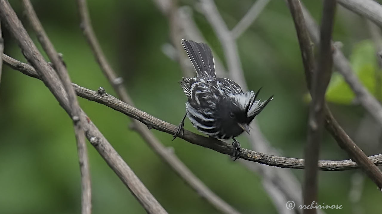 Pied-crested tit-tyrant