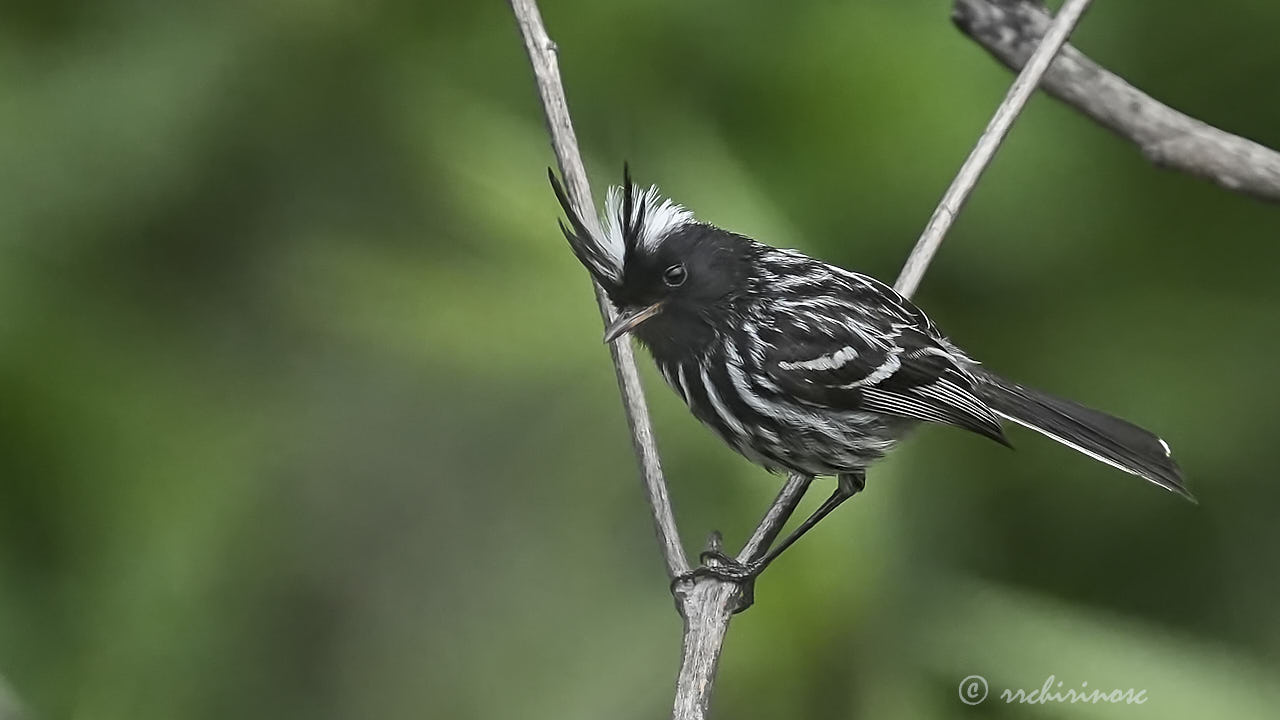 Pied-crested tit-tyrant