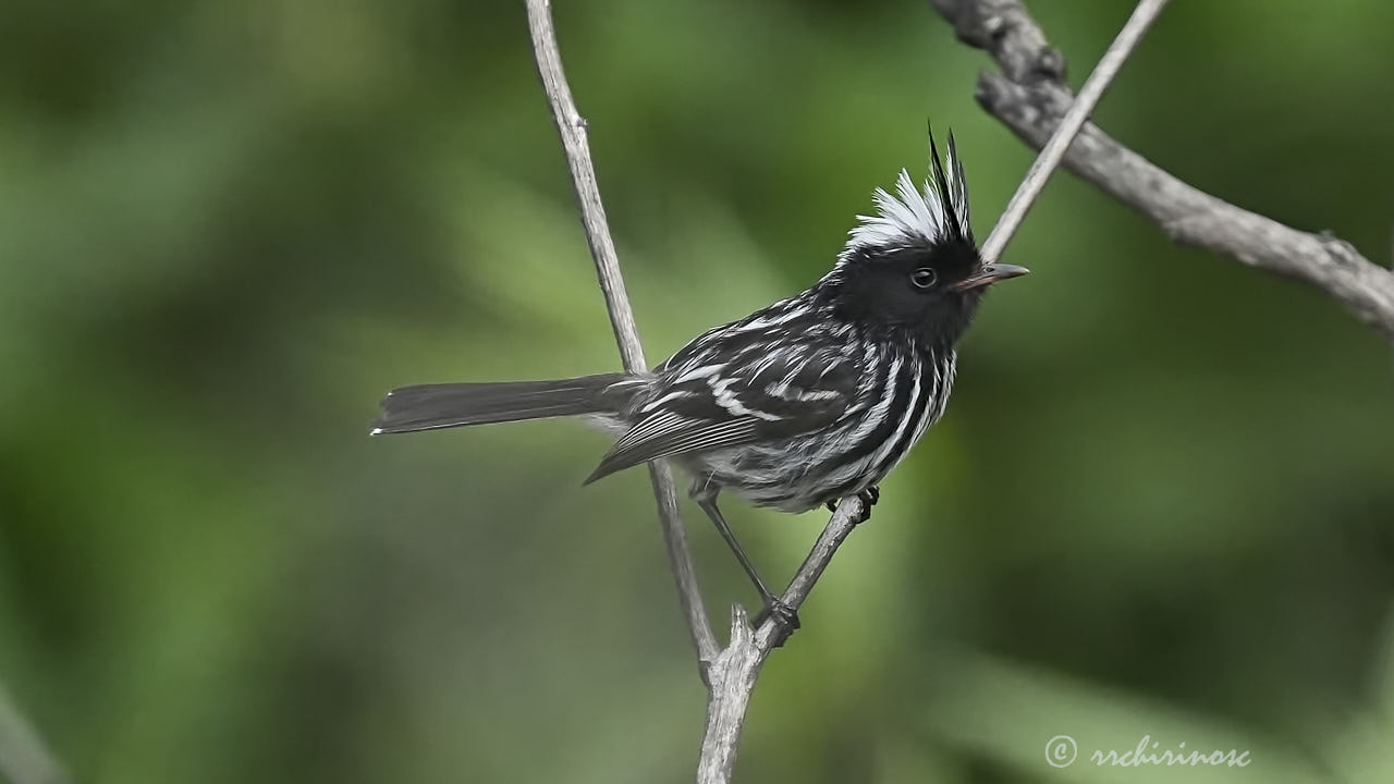 Pied-crested tit-tyrant