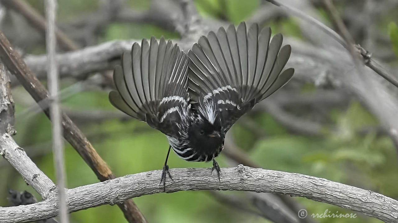 Pied-crested tit-tyrant