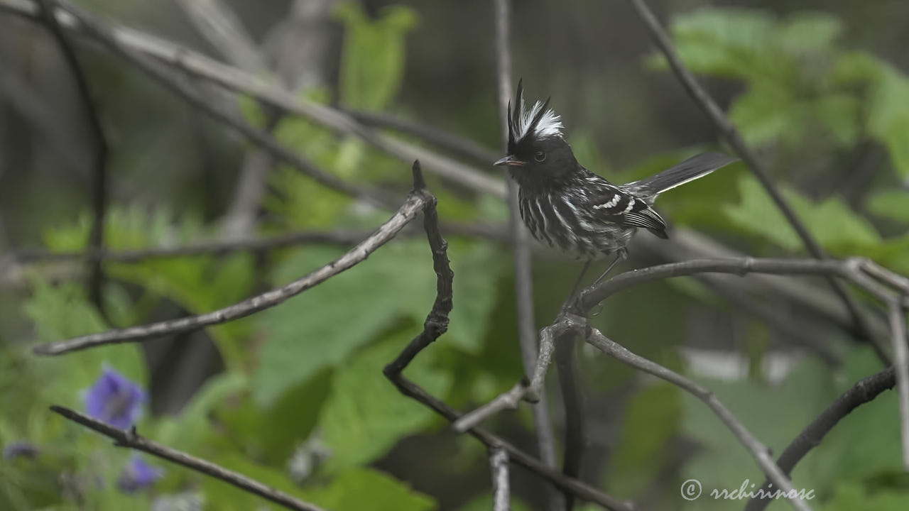 Pied-crested tit-tyrant