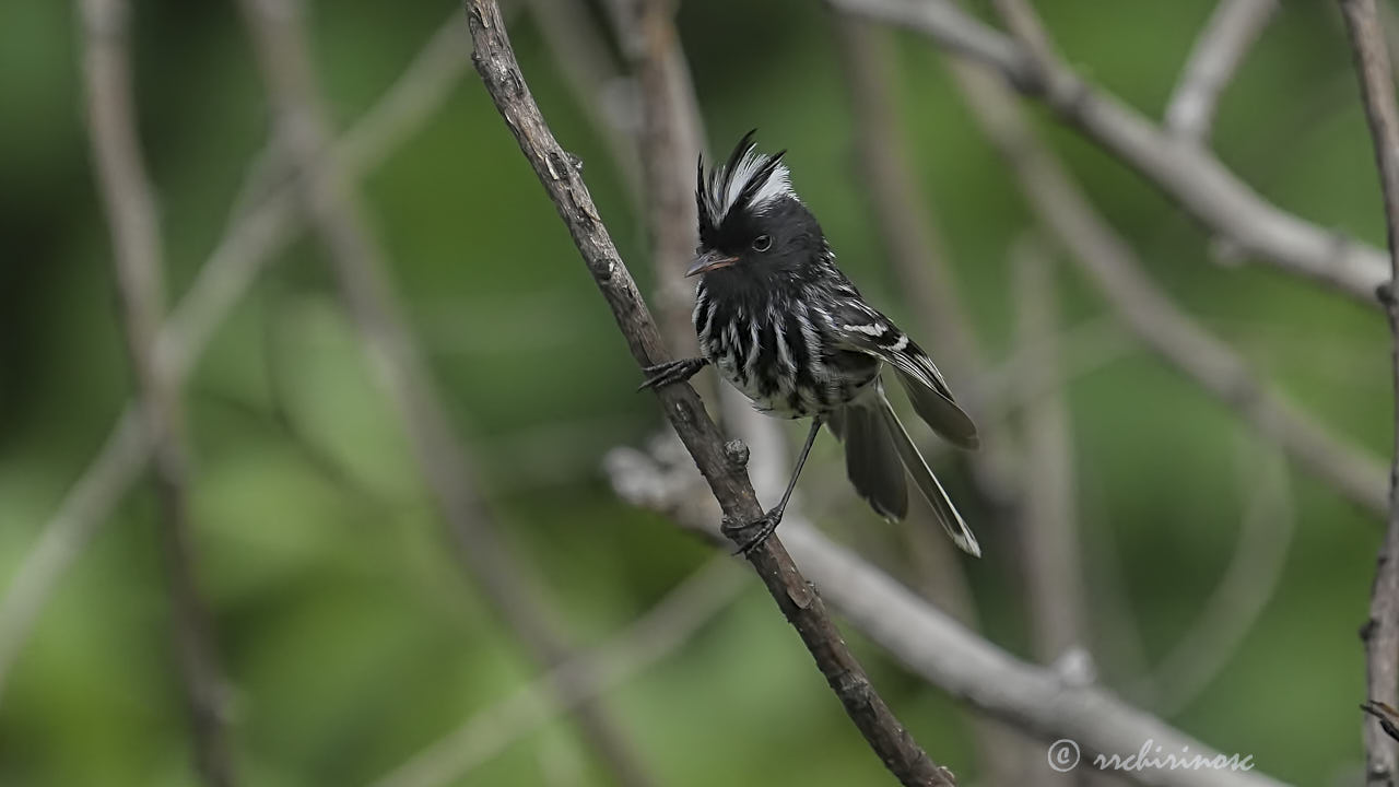 Pied-crested tit-tyrant