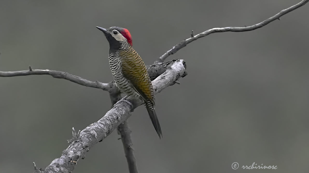 Black-necked woodpecker