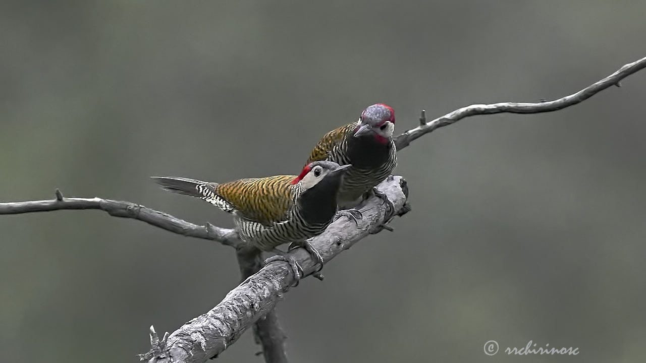 Black-necked woodpecker