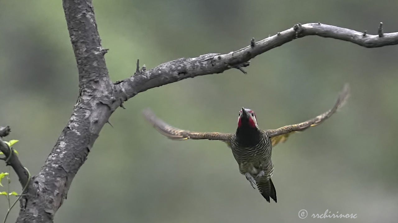 Black-necked woodpecker