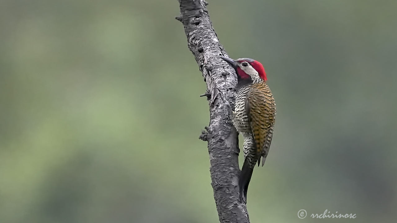 Black-necked woodpecker