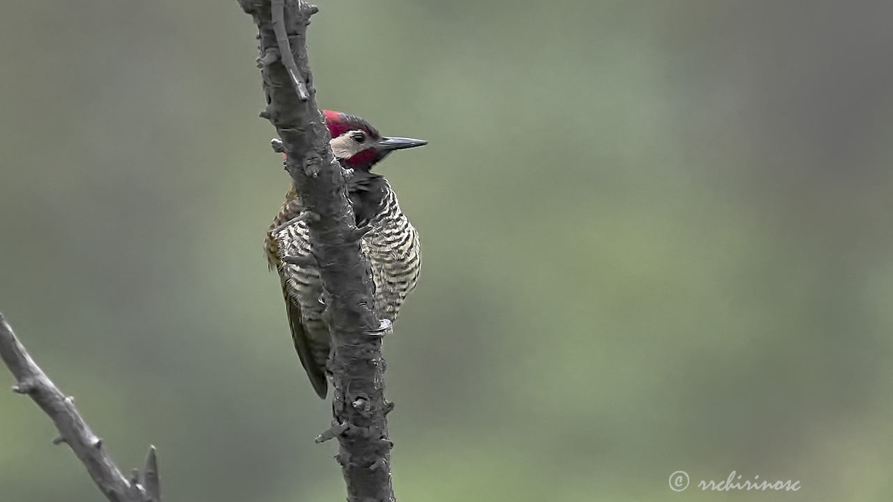 Black-necked woodpecker