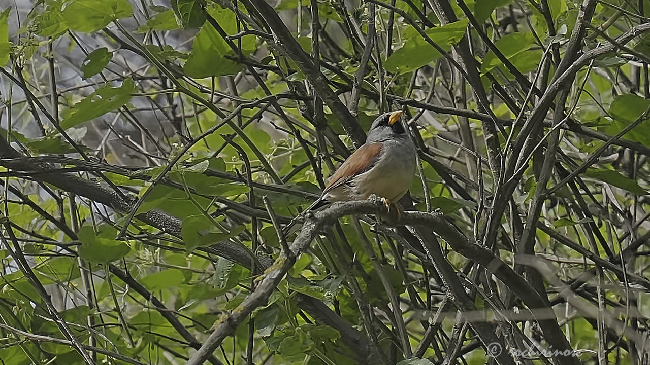 Great inca finch