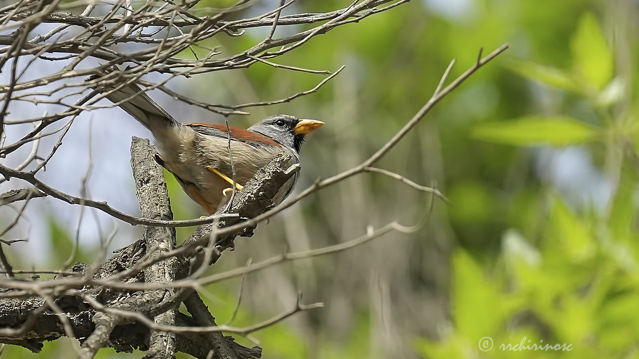 Great inca finch