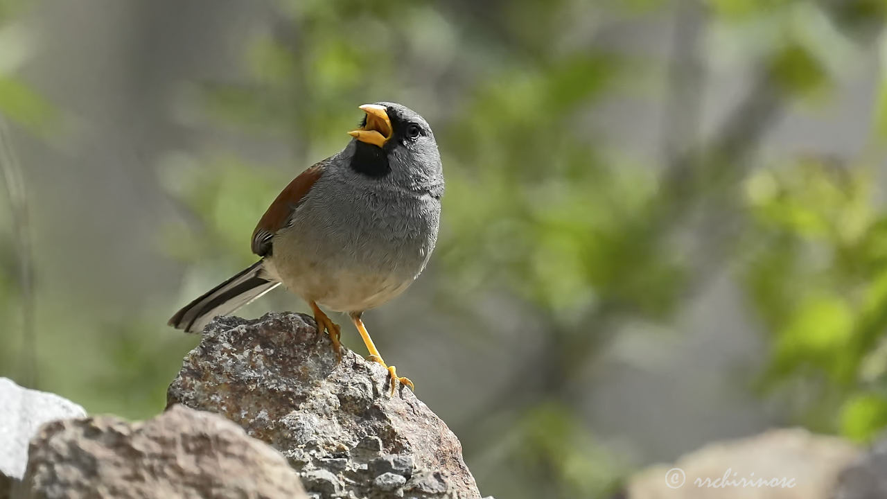 Great inca finch