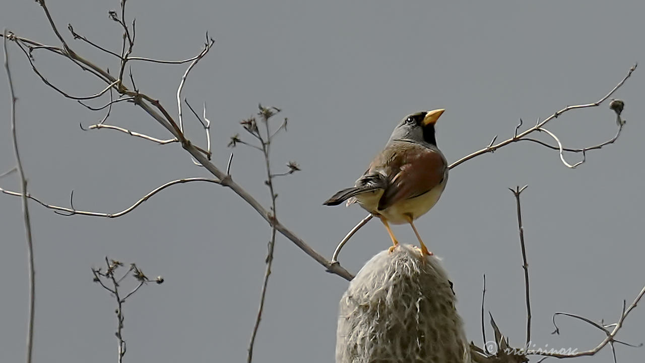 Great inca finch