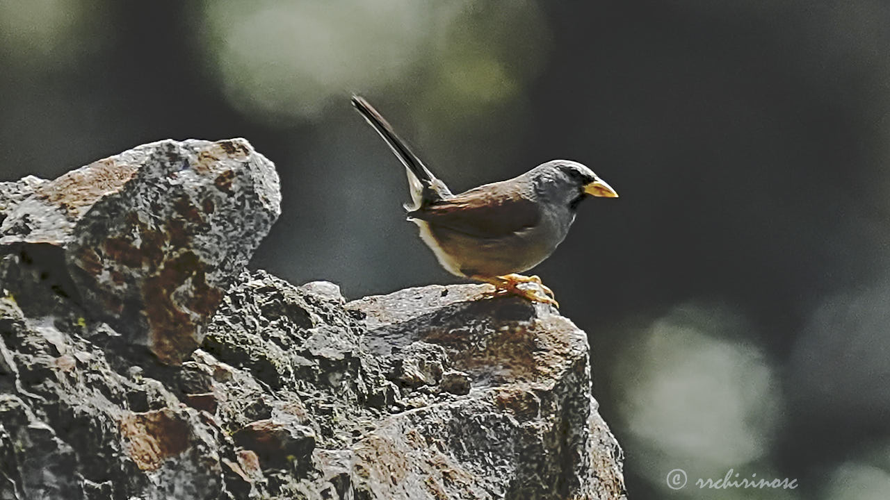 Great inca finch