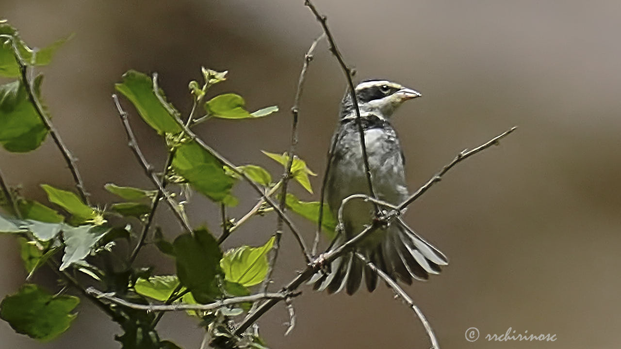 Collared warbling finch