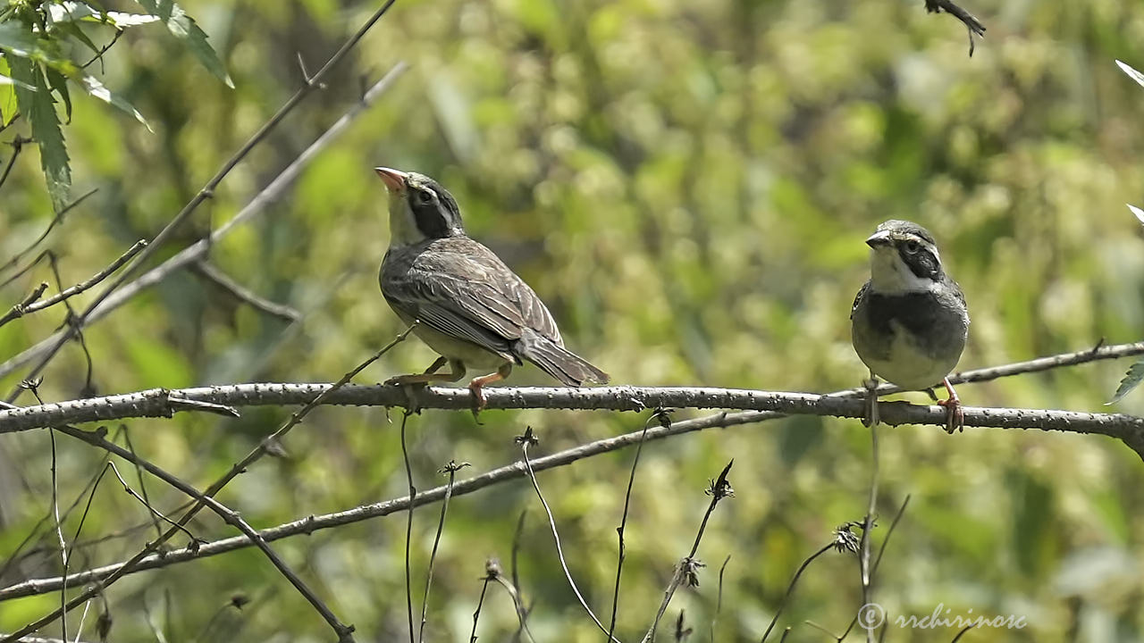 Collared warbling finch