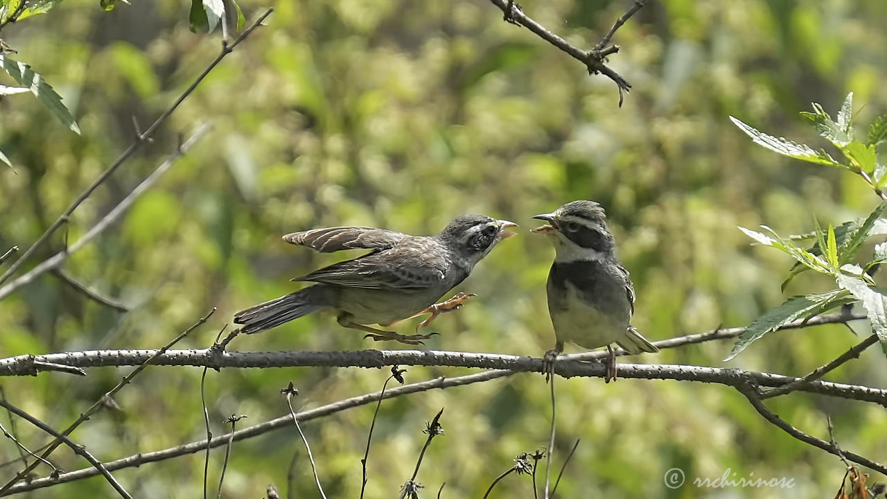 Collared warbling finch