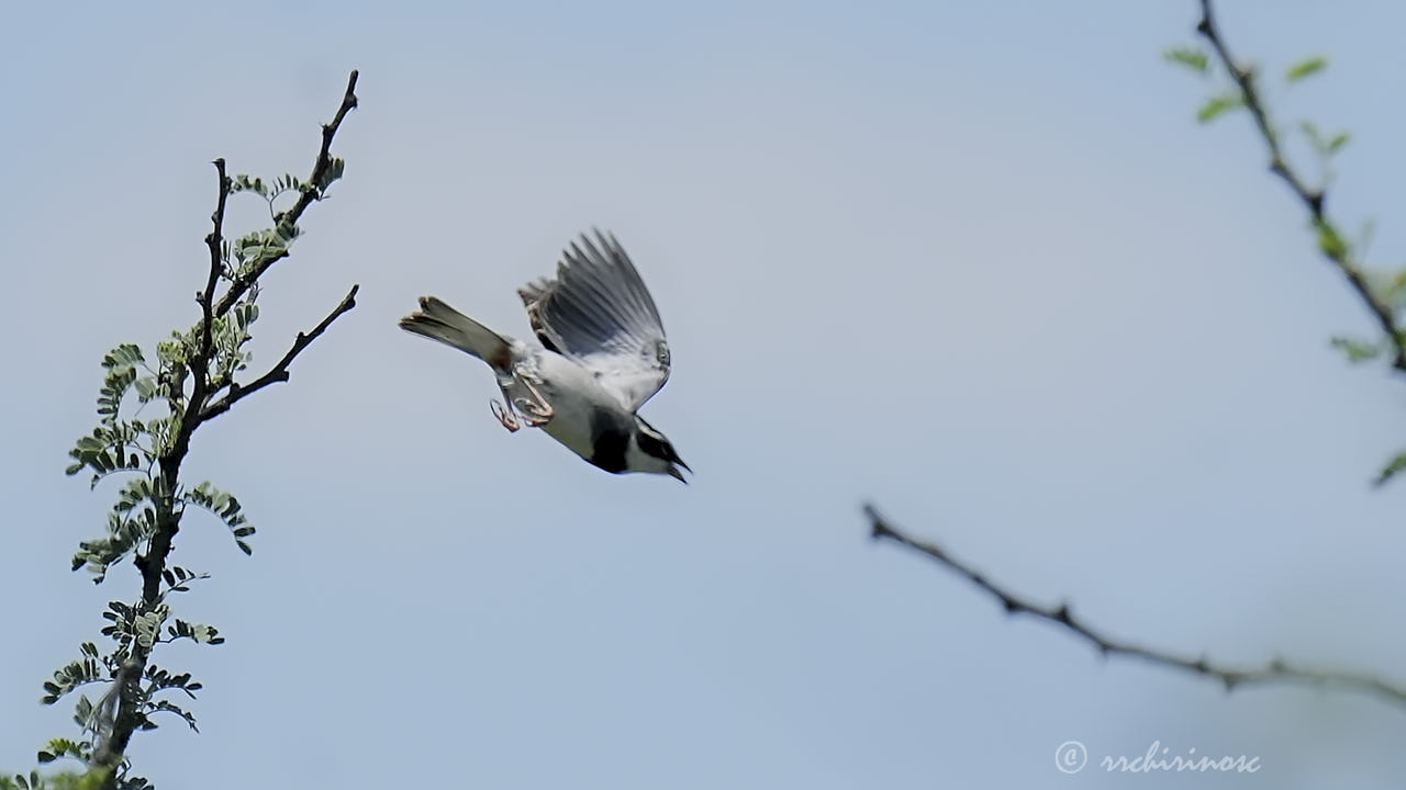 Collared warbling finch