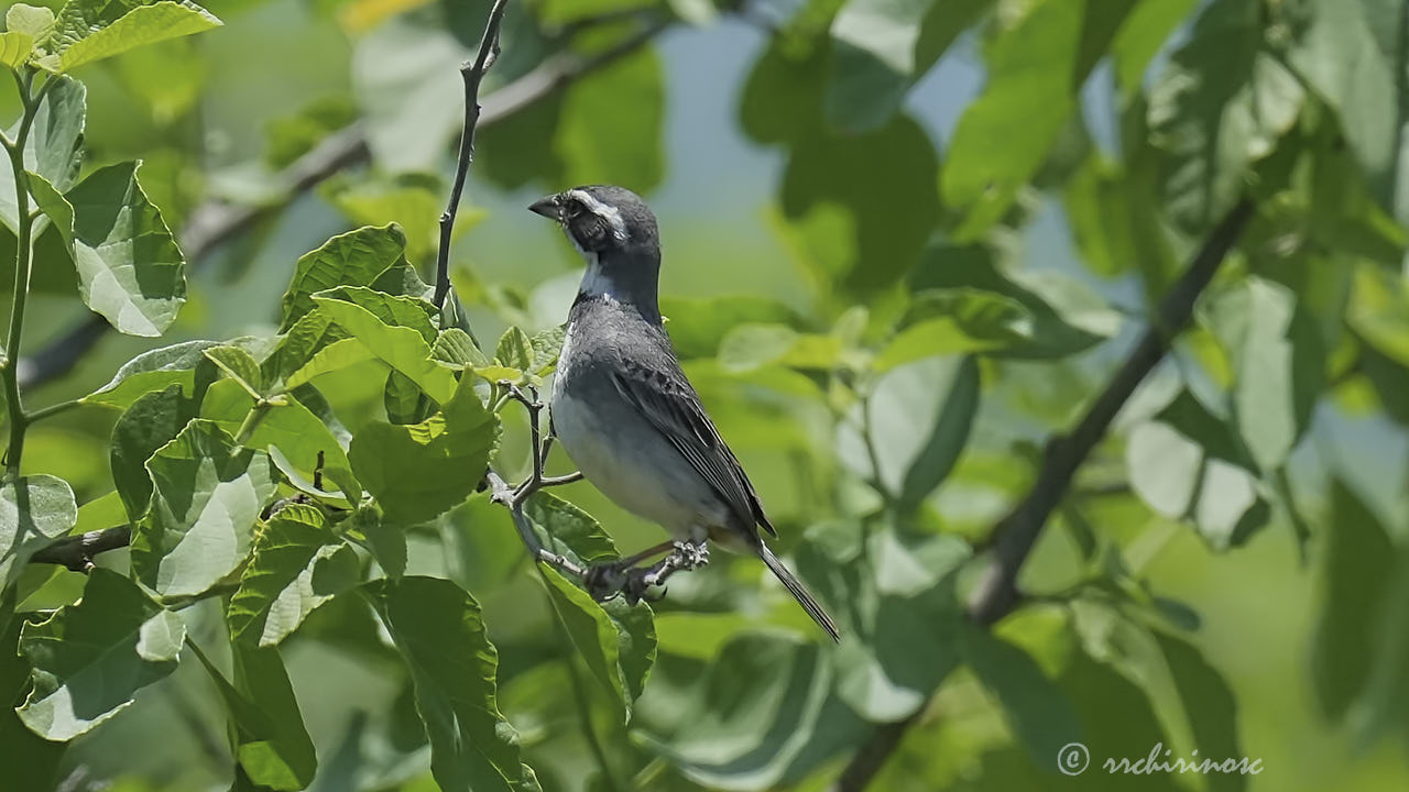 Collared warbling finch