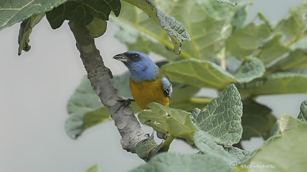 Blue-and-yellow tanager