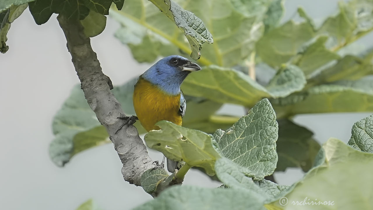 Blue-and-yellow tanager