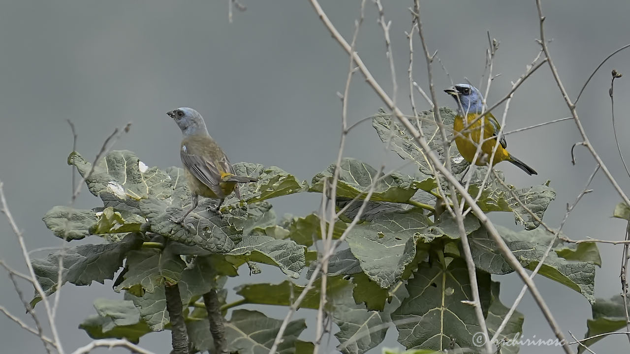 Blue-and-yellow tanager