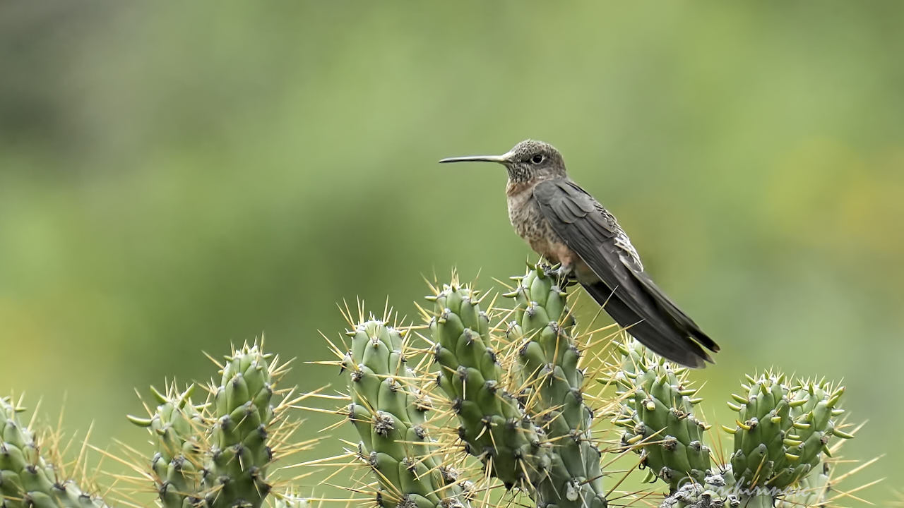 Giant hummingbird