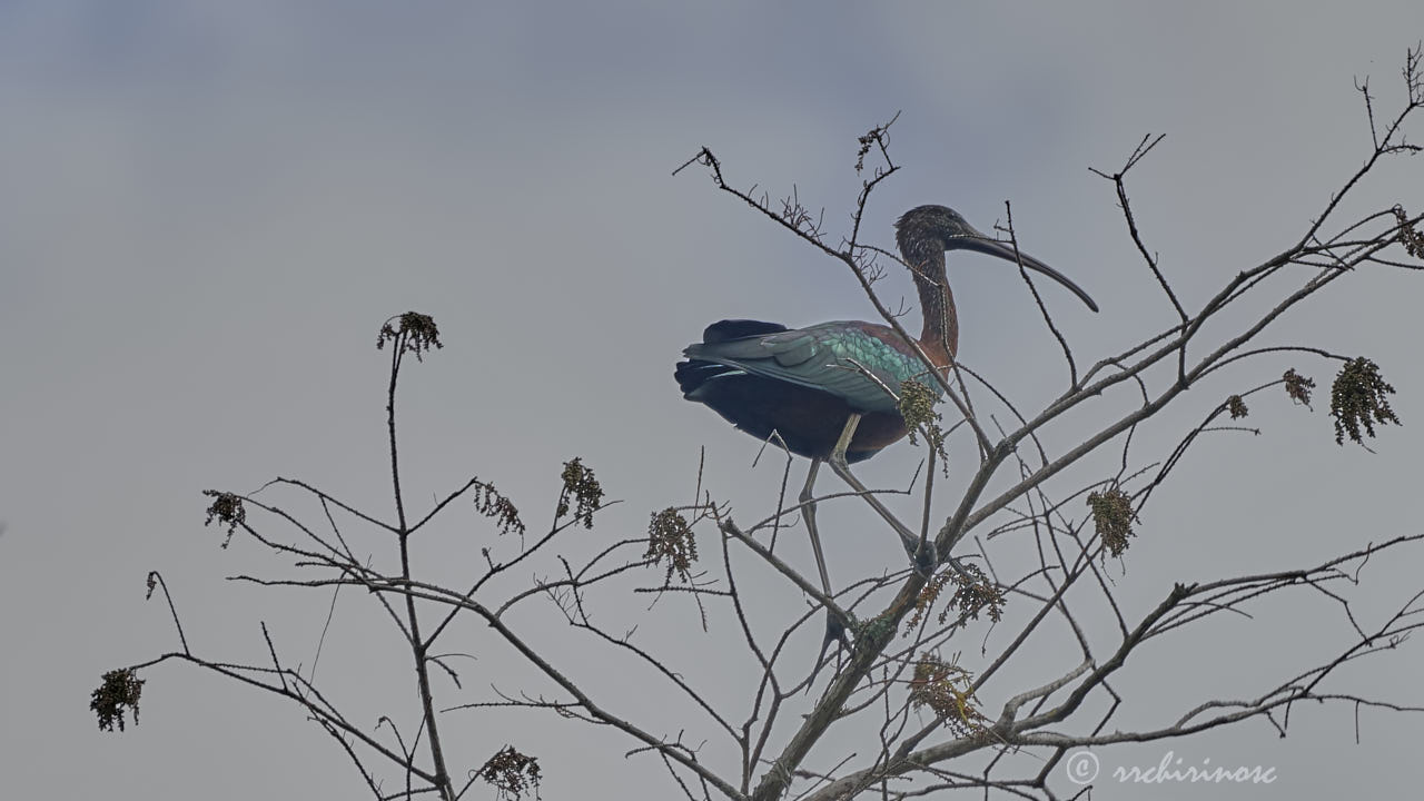 Glossy ibis