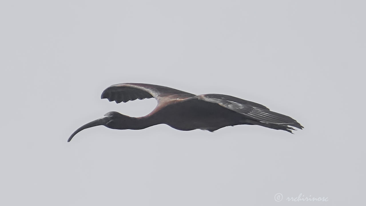 Glossy ibis